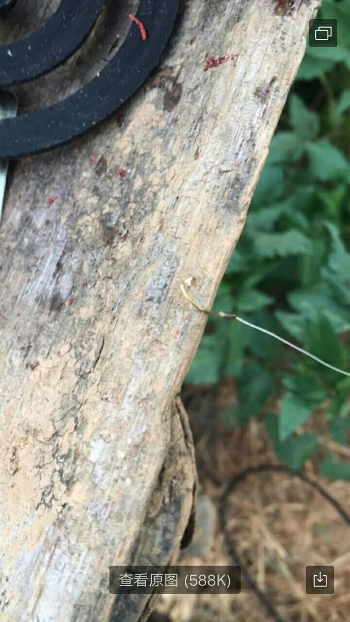 圆吻鲴鱼最新钓法详解与论述，钓获秘诀大揭秘！